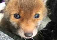 Malé lišče zachráněno. Je to ale skutečně dobrý konec? Malé lišče zachráněno. Je to ale skutečně dobrý konec?: Na jaře není až tak těžké potkat v volné přírodě…