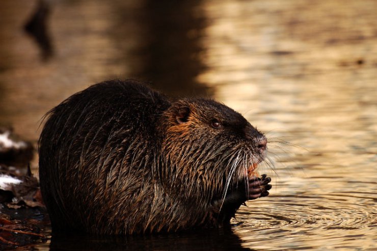 zobrazit detail snímku: Nutrie říční 