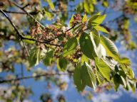 Prvomájový polibek pod odkvetlou třešní. Zvykejme si Prvomájový polibek pod odkvetlou třešní. Zvykejme si: Hledali jste včera rozkvetlou třešeň abyste se pod…