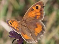 Okáč luční - Maniola jurtina Okáč luční - Maniola jurtina: Často ho známe pod lidovým názvem