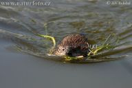 Ondatra pižmová - Ondatra zibethicus Ondatra pižmová - Ondatra zibethicus: U nás nepůvodní druh z ameriky.