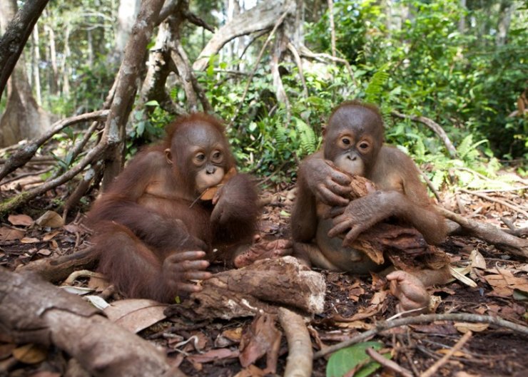 zobrazit detail snímku: Malí orangutani