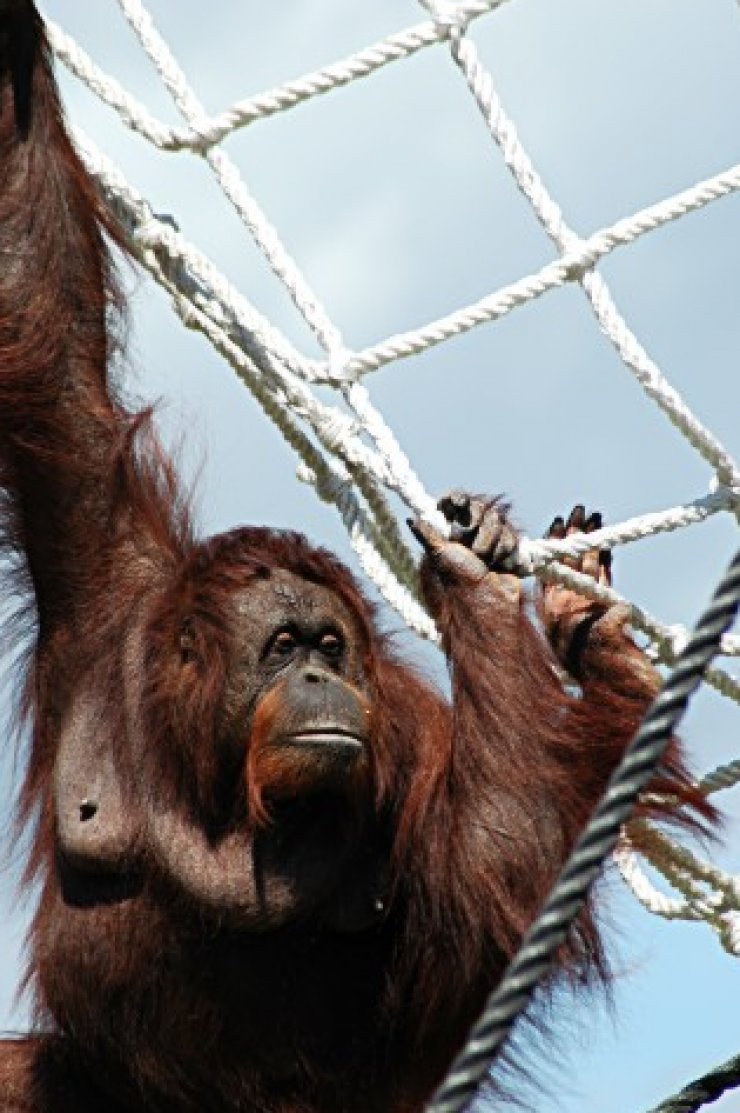 zobrazit detail snímku: Orangutan