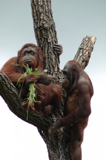 orangutani - klikněte pro zobrazení detailu