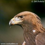 Orel skalní - Aguila chrysaetos Orel skalní - Aguila chrysaetos: Majestátný kriticky ohrožený pták.