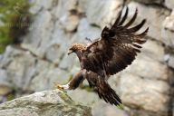 Orlice Anežka úspěšně opustila hnízdo Orlice Anežka úspěšně opustila hnízdo : Tak se to podařilo! Anežka dne 9. srpna 2013 před 14…