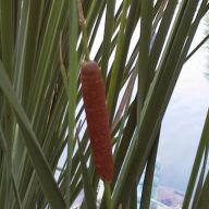 Orobinec úzkolistý - Typha angustifolia Orobinec úzkolistý - Typha angustifolia: Vodní bylina podobná svým tvarem rákosu obecnému.…