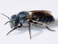 Jak pomáhá invazní druh hlemýždě rozšiřovat populaci jednoho druhu včel samotářek?: Invazní, člověkem zavlečené druhy, místní…