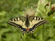 Otakárek fenyklový - Papilio machaon Otakárek fenyklový - Papilio machaon: Tento u nás poměrně vzácný motýl se svojí krásou…