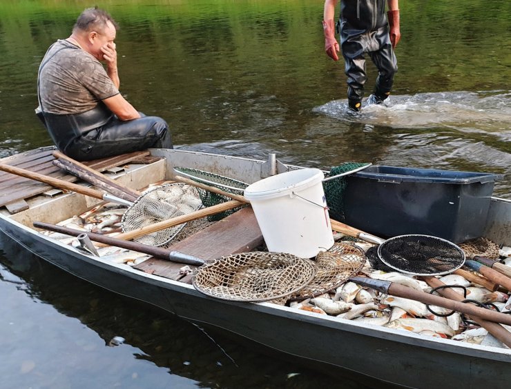 zobrazit detail snímku: Výlov otrávených ryb.