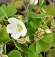 Šťavel - Oxalis Šťavel - Oxalis: Jeden původní a 6 nepůvodních druhů tohoto rodu se…