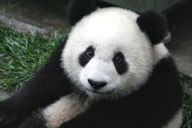 Panda nepatří Číně, ale Tibetu Panda nepatří Číně, ale Tibetu: Divná doba. Od konce vlády komunistů uteklo už skoro…