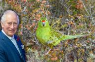 Ochrana vzácného papouška jako originální dar Austrálie ke korunovaci pro krále Karla III. : V sobotu 6. května proběhne v Anglii korunovace…