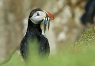 Evropa má nový červený seznam ptáků Evropa má nový červený seznam ptáků: Praha, 4. 6. 2015. BirdLife International, IUCN a…