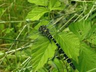 Dobré zprávy z terénu Dobré zprávy z terénu: Během letošního roku se členům naší organizace JARO…