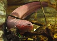 Elektrický úhoř dokáže útočit i mimo vodu Elektrický úhoř dokáže útočit i mimo vodu: Útok elektrické úhoře na koně popisoval už před 200…