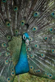 Dekorace zámeckých zahrad – páv korunkatý Dekorace zámeckých zahrad – páv korunkatý: Snili jste někdy o tom stát se zámeckou paní nebo…