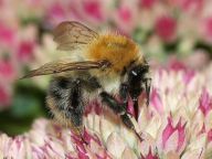 Môžu byť čmele (čmeláci) využiteľné pre poľnohospodárstvo a záhradu? Môžu byť čmele (čmeláci) využiteľné pre poľnohospodárstvo a záhradu?: Opeľovanie rastlín zaraďujeme medzi ekosystémové…