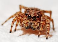 Máte rádi čaj? Možná se pomalu měníte na Spidermana Máte rádi čaj? Možná se pomalu měníte na Spidermana: Víte, co je eDNA? Vědci se zaměřili na její výzkum v…