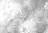 Draní peří, aneb jak to bylo pohádko Draní peří, aneb jak to bylo pohádko : Dnes už je to pro mladou generaci takřka…