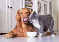 Zoohit: Recenze chválí rozumné ceny a bonusový program Zoohit: Recenze chválí rozumné ceny a bonusový program: Zoohit je jeden z největších a patrně i…