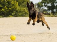 Věda vysvětluje, proč jsou někteří psi závislí na házení míčku Věda vysvětluje, proč jsou někteří psi závislí na házení míčku: Oslintaný tenisák, nejmilovanější hračka většiny psů…