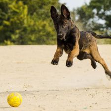 Věda vysvětluje, proč jsou někteří psi závislí na házení míčku Věda vysvětluje, proč jsou někteří psi závislí na házení míčku