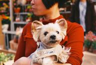 Dobrá zpráva: 99 % obyvatel Číny už nevnímá psa jako jídlo, ale naopak jako člena rodiny Dobrá zpráva: 99 % obyvatel Číny už nevnímá psa jako jídlo, ale naopak jako člena rodiny: V Evropě vnímáme psa jako přítele, hlídače a někdy…