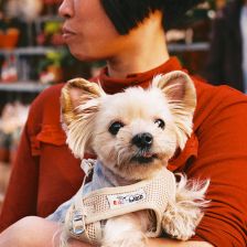 Dobrá zpráva: 99% obyvatel Číny už nevnímá psa jako jídlo, ale naopak jako člena rodiny Dobrá zpráva: 99% obyvatel Číny už nevnímá psa jako jídlo, ale naopak jako člena rodiny