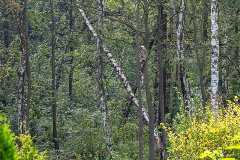 Hulmani posvátní mají výběh o rozloze jednoho hektaru s množstvím vzrostlých stromů, které jim poskytují dokonalé podmínky. - klikněte pro zobrazení detailu