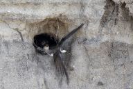 Do Bezkempu u štěrkoviště za břehulemi Do Bezkempu u štěrkoviště za břehulemi: Už několik let před sezónou pravidelně navštěvujeme…