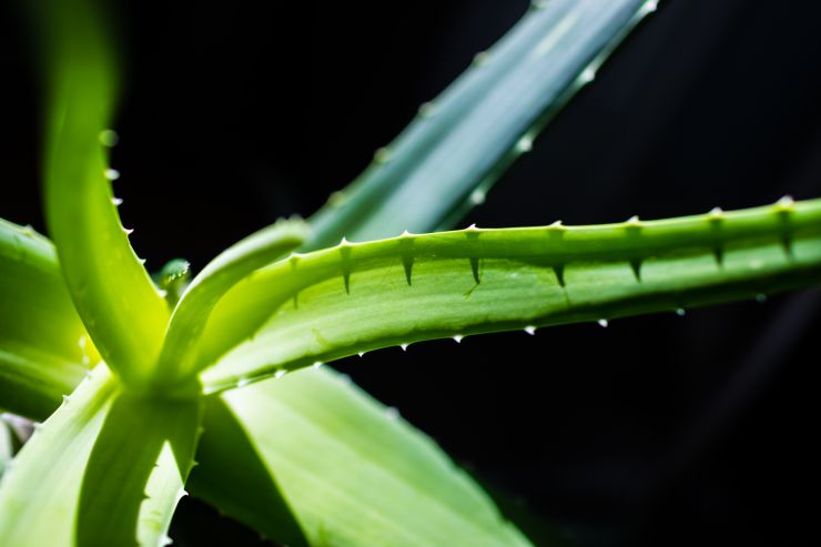 zobrazit detail snímku: Aloe vera