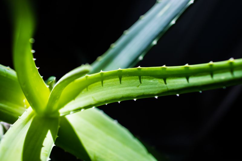 Aloe vera - klikněte pro zobrazení detailu