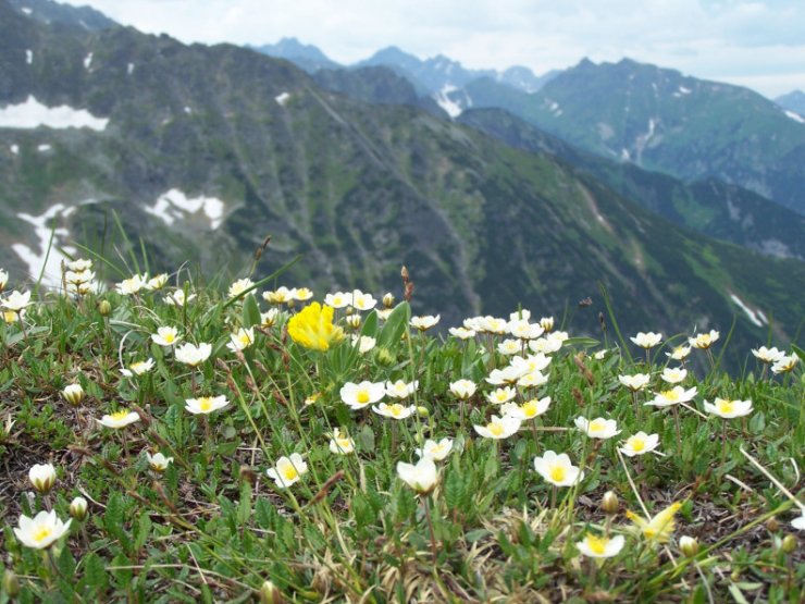 zobrazit detail snímku: Dryas octopetalla