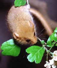 Plšík lískový - Muscardinus avellanarius Plšík lískový - Muscardinus avellanarius: Skrytý obyvatel okrajů lesů a remízků.