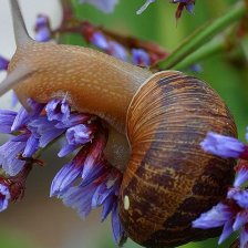 Hlemýžď kropenatý (Cornu aspersum)