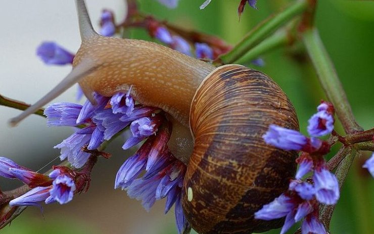 zobrazit detail snímku: Hlemýžď kropenatý (Cornu aspersum)