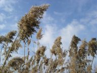 O zimním spánku lučních rostlin O zimním spánku lučních rostlin: Liška si navlékne hřejivý kožich, had si zaleze do…