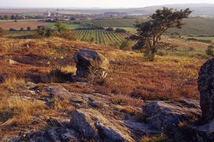 zobrazit detail snímku: Havranické vřesoviště