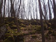 Údolí Říčky, aneb proč bychom se báli mezi jeskyně a skály Údolí Říčky, aneb proč bychom se báli mezi jeskyně a skály : Nuda v Brně? Nic takového nemůže být. Stačí se totiž…