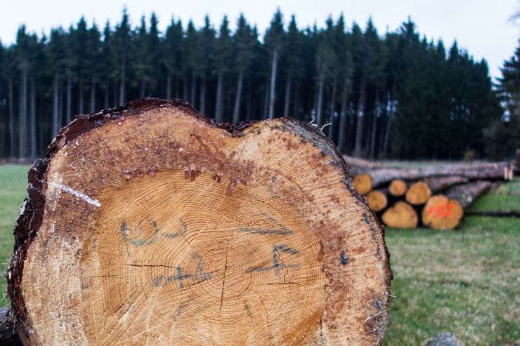 zobrazit detail snímku: Pokácené stromy.