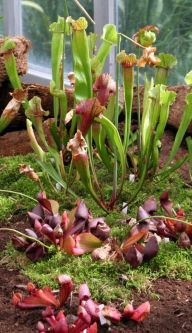 Botanická zahrada Masarykovy univerzity v Brně Botanická zahrada Masarykovy univerzity v Brně: Ne každé město se může pochlubit botanickou zahradou…