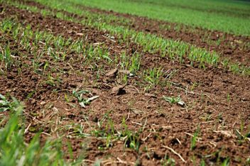 Oseté pole - klikněte pro zobrazení detailu Oseté pole - klikněte pro zobrazení detailu