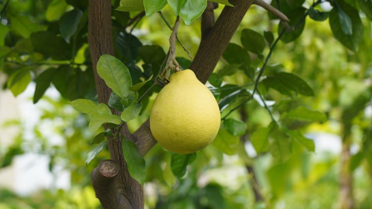 zobrazit detail snímku: Pomelo