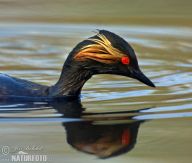 Potápka černokrká - pták roku 2015 Potápka černokrká - pták roku 2015 : Tento ohrožený ptačí druh byl vybrán jako pták…