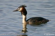 Potápka roháč - Podiceps cristatus Potápka roháč - Podiceps cristatus: Také se jí říkalo roháč velký. Lidé kdysi lovili…