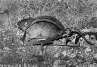 Potkan - Rattus norvegicus Potkan - Rattus norvegicus: Jedná se o zvíře, které je pro někoho velmi…