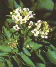 Potočnice lékařská - Nasturtium officinale Potočnice lékařská - Nasturtium officinale: Potočnice lékařská je velmi stará léčivá bylina…