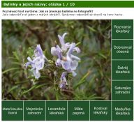 Nová poznávačka: léčivé bylinky Nová poznávačka: léčivé bylinky: Dokážete správně pojmenovat léčivé byliny?…