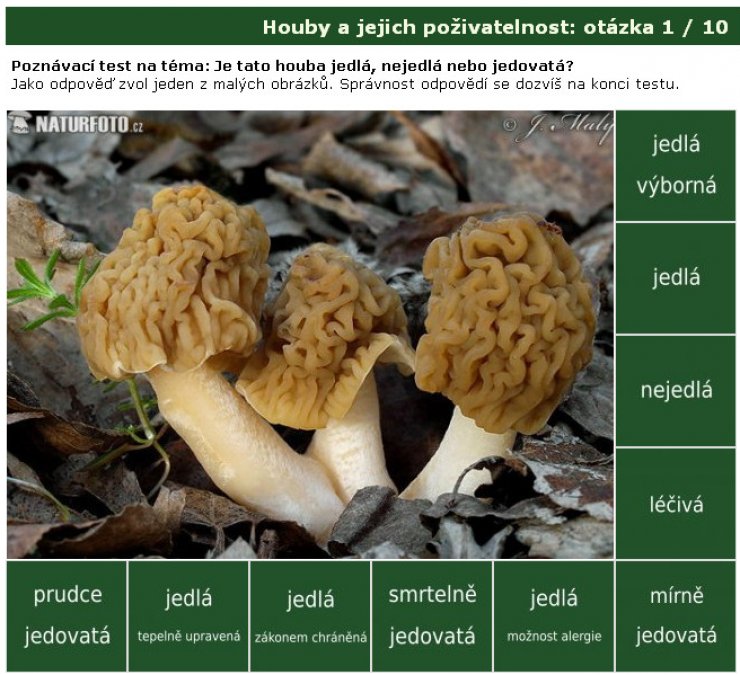 zobrazit detail snímku: Poznávačka: Houby a jejich poživatelnost